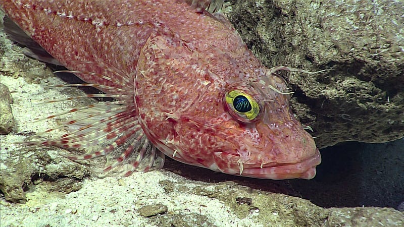 A scorpionfish. (Image courtesy of the NOAA Office of Ocean Exploration and Research, 2017 American Samoa)