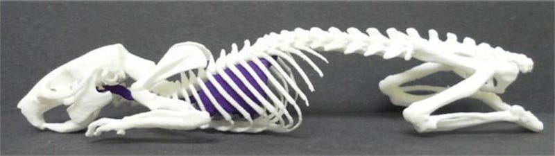 Illustration for article titled Oh this? Nothing. Just the 3D-printed skeleton of a living, breathing animal.