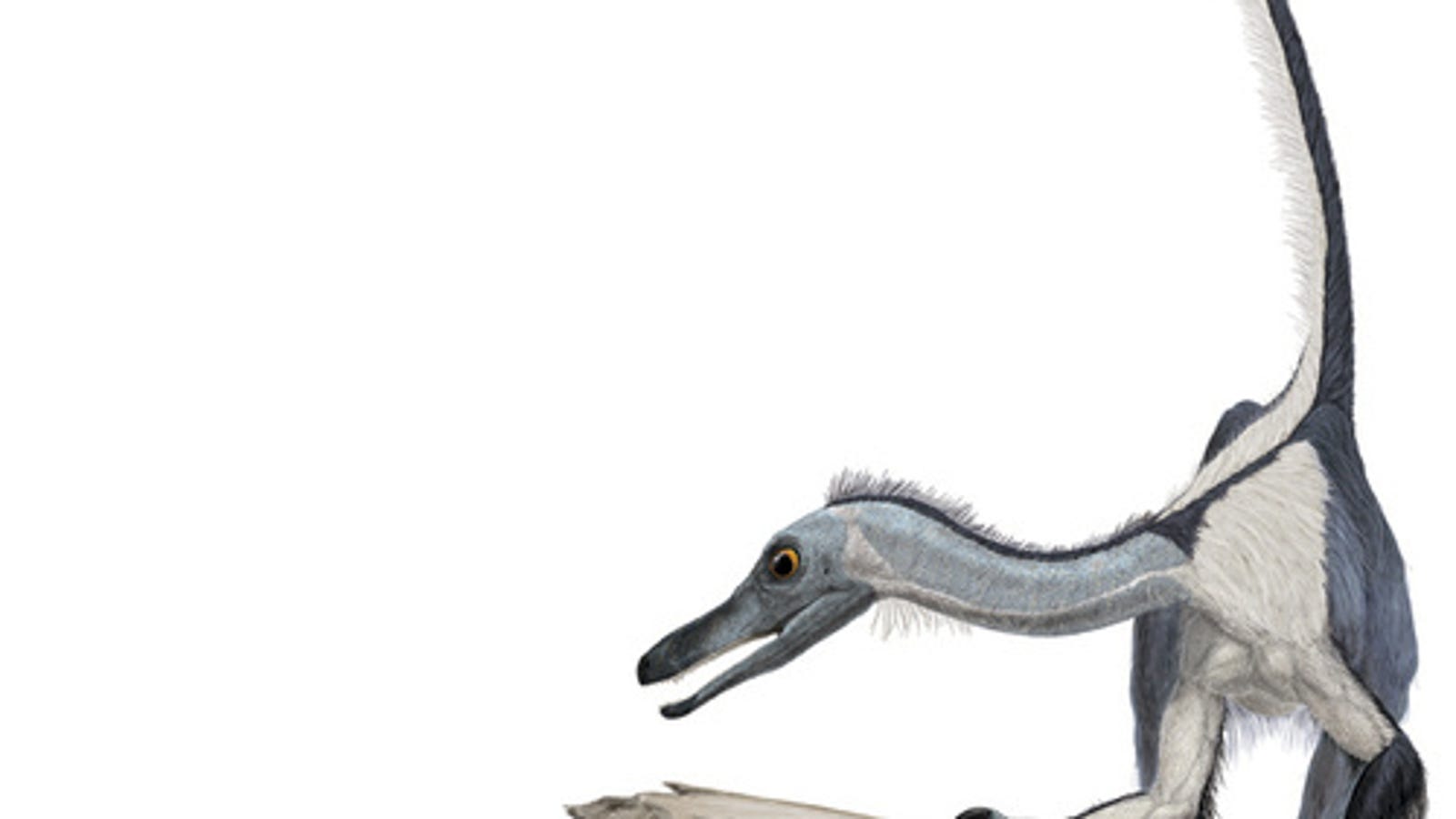 evidence that birds evolved from dinosaurs