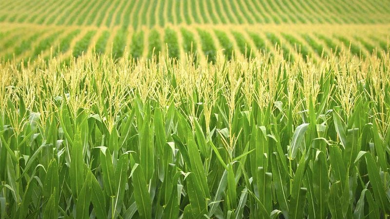 Illustration for article titled Monsanto Develops Hardier Strain Of Corn That Yields 4 Times Normal Litigation