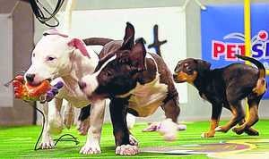 Illustration for article titled Your Puppy Bowl Recap