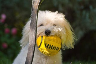 Illustration for article titled Shooting Challenge Pets Gallery 3