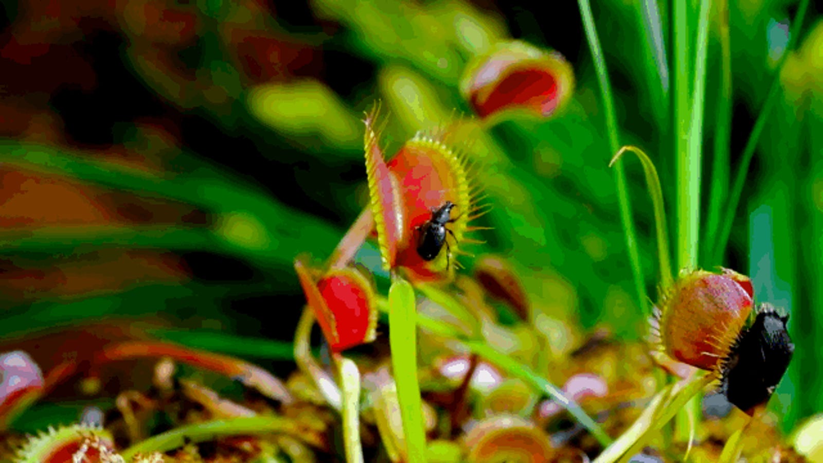 This Menacing Carnivorous Plant Timelapse Is A Horror Movie For Bugs