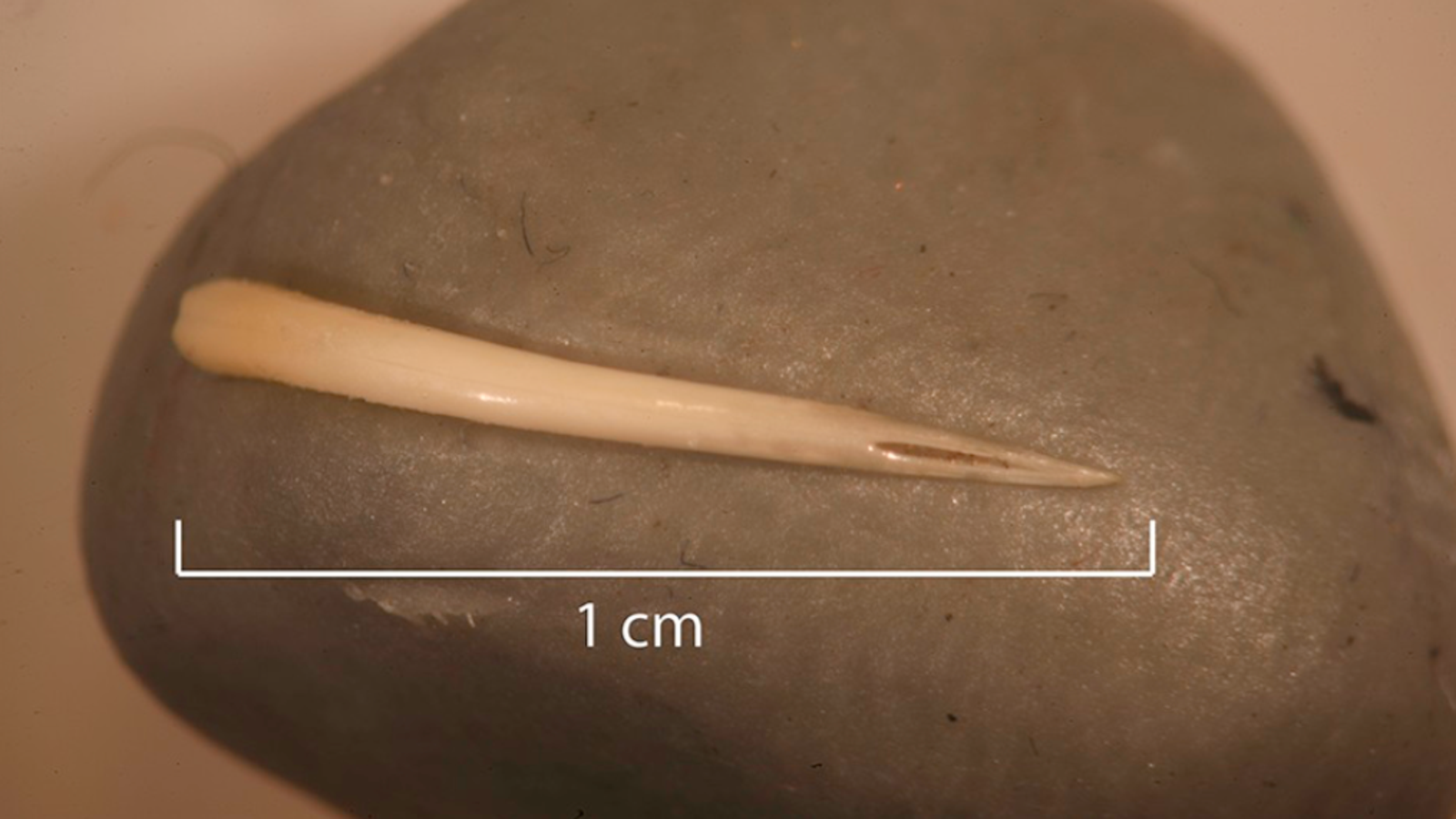 Fossilized human poop shows ancient forager ate an entire rattlesnake