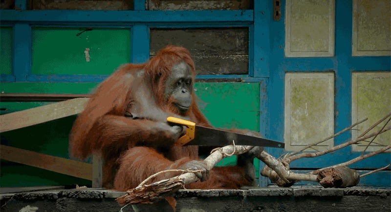 Wild Ape Learns to Use Saw and Quickly Becomes Competitive Dick