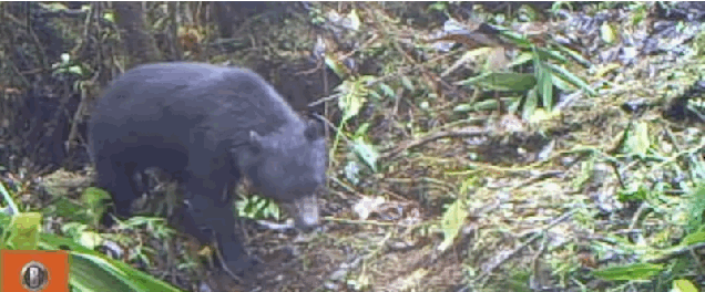 Rare Spectacled Bear Takes An Interest in the Camera Trap That's Filming It, With Adorable Results