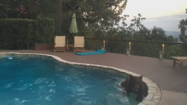 Hot As Fuck Bear Takes Dip In Socal Pool To Escape Heatwave