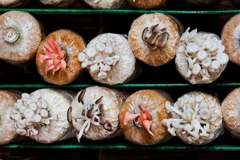 Why a Small Pennsylvania Town Is the Mushroom Capital of the World