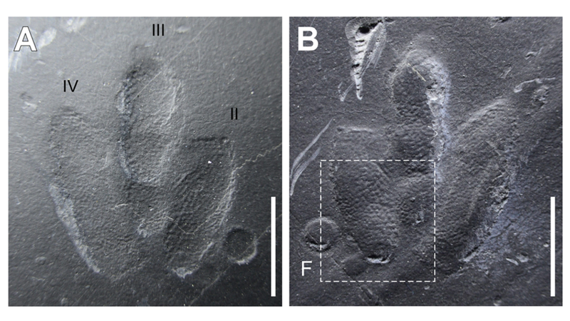 Two dinosaur footprints showing incredibly detailed skin impressions.