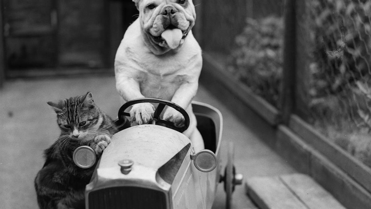 Vintage Photos Reveal Century Long Obession With Dressing Up