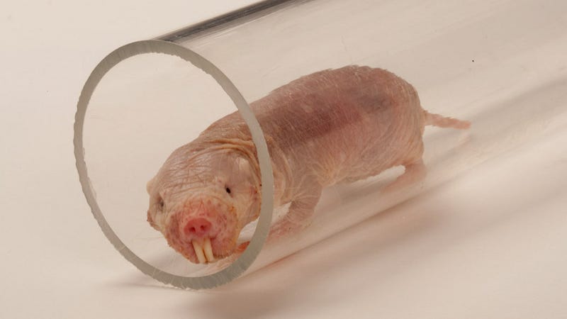 Mole Rat - Description, Habitat, Image, Diet, and 