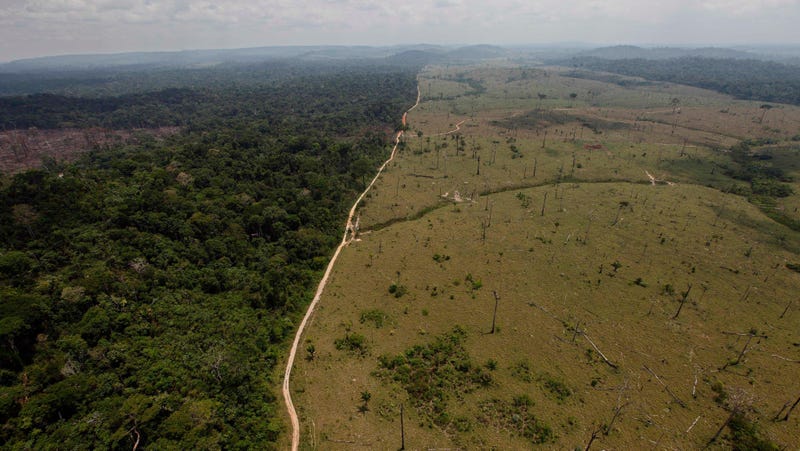 Sigh, the Amazon Rainforest, people.