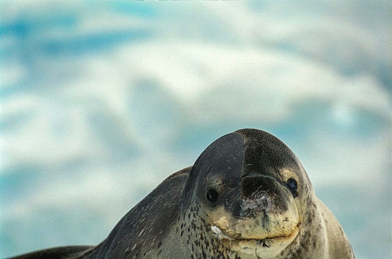 Illustration for article titled Científicos buscan a los dueños de este vídeo encontrado en un USB en el interior de la caca congelada de una foca