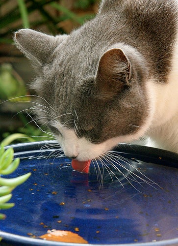 Illustration for article titled Scientists Discover How Cats Drink, After 4 Years of Research and High-Speed Photography