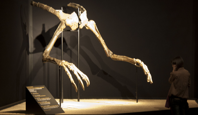 what dinosaur has the smallest arms