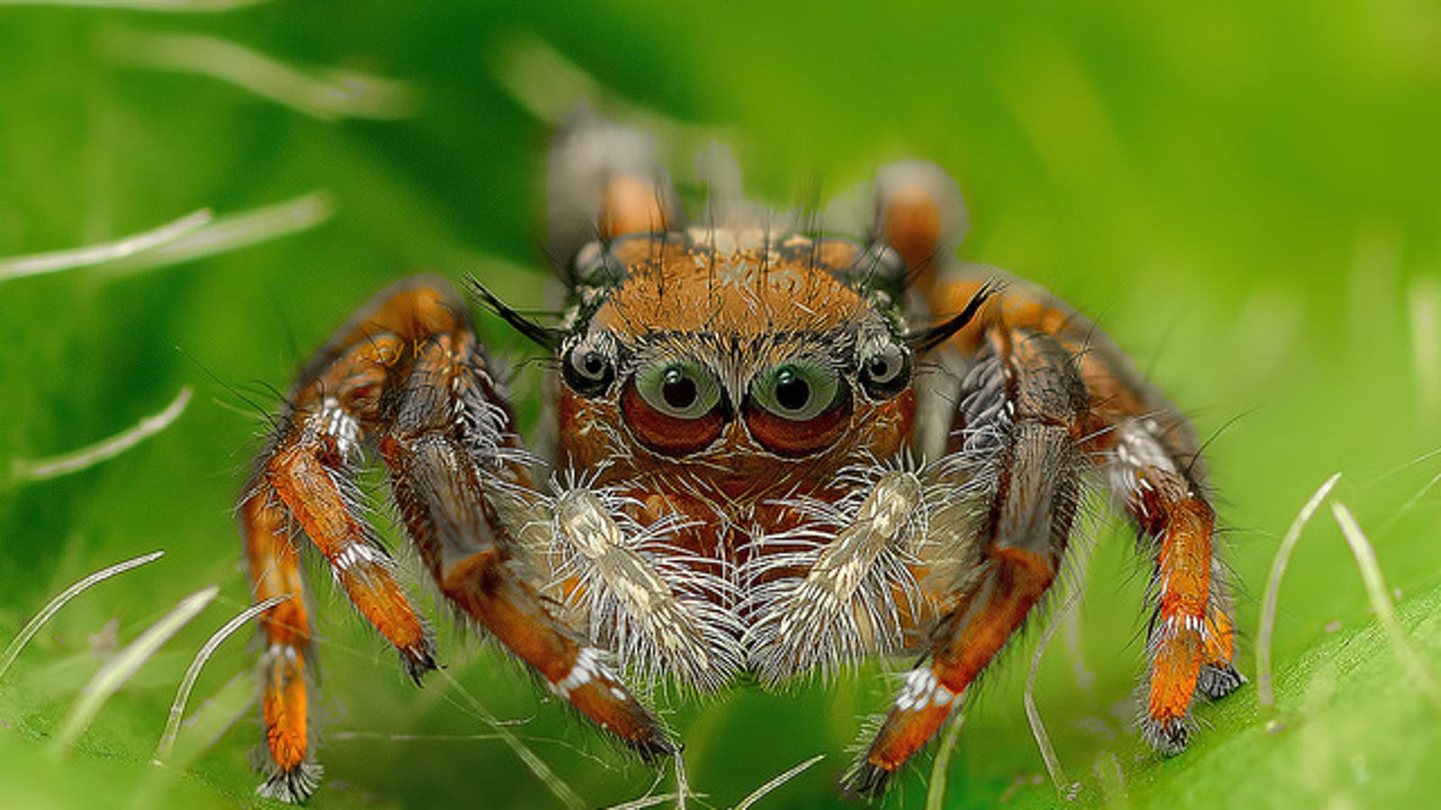 необычные пауки фото