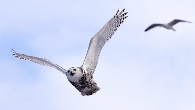 Central Park's Rare Snowy Owl Visitor Shows Why We Must Conserve Land Everywhere