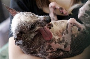 Illustration for article titled World's "Ugliest" Dog Dies • Oregon Town Elects First Transgender Mayor