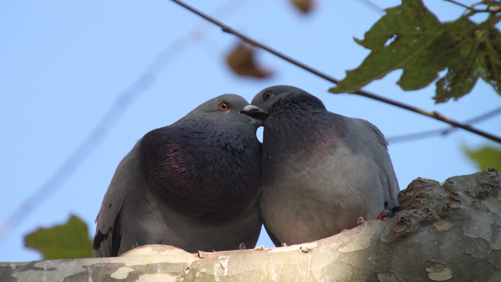 QnA VBage Monogamous Species Share Deep Genetic Similarities