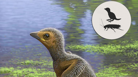 Dinosaur Killing Asteroid Rewrote The History Of Birds