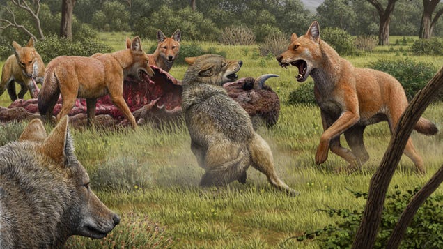 The Story of Real-Life Dire Wolves Is Finally Emerging The Story of Real-Life Dire Wolves Is Finally Emerging