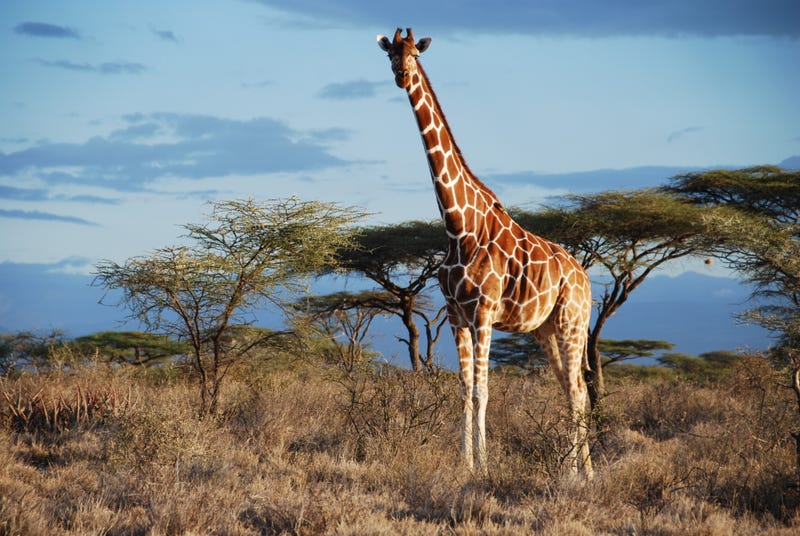 Reticulated giraffe is in Samburu NP, Kenya. Image: Julian Fennessy