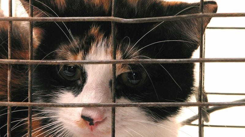 Illustration for article titled Humane Society Volunteer Spends Whole Adoption Meeting Trying To Sell Family On Sicker Cat