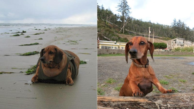 Obie The Doxie Loses Almost 50 Pounds Gets New Leash On Life