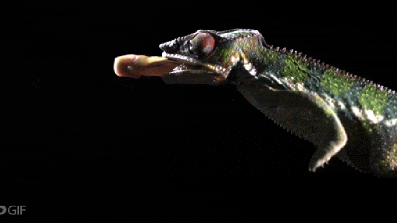 Slow motion video shows a chameleon shoot out its tongue superpower