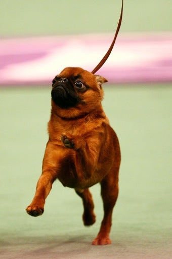 Illustration for article titled Mixed-Breeds Finally Allowed Into Dog Shows