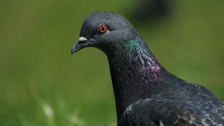 Illustration for article titled Why do pigeons' throats shine so iridescently?