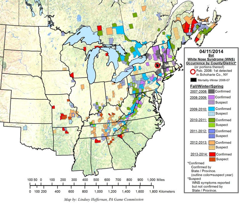 Illustration for article titled A Bat-Killing Fungus Has Spread Over Half The Country