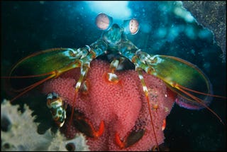 Illustration for article titled Strange Weapons of Sea Life
