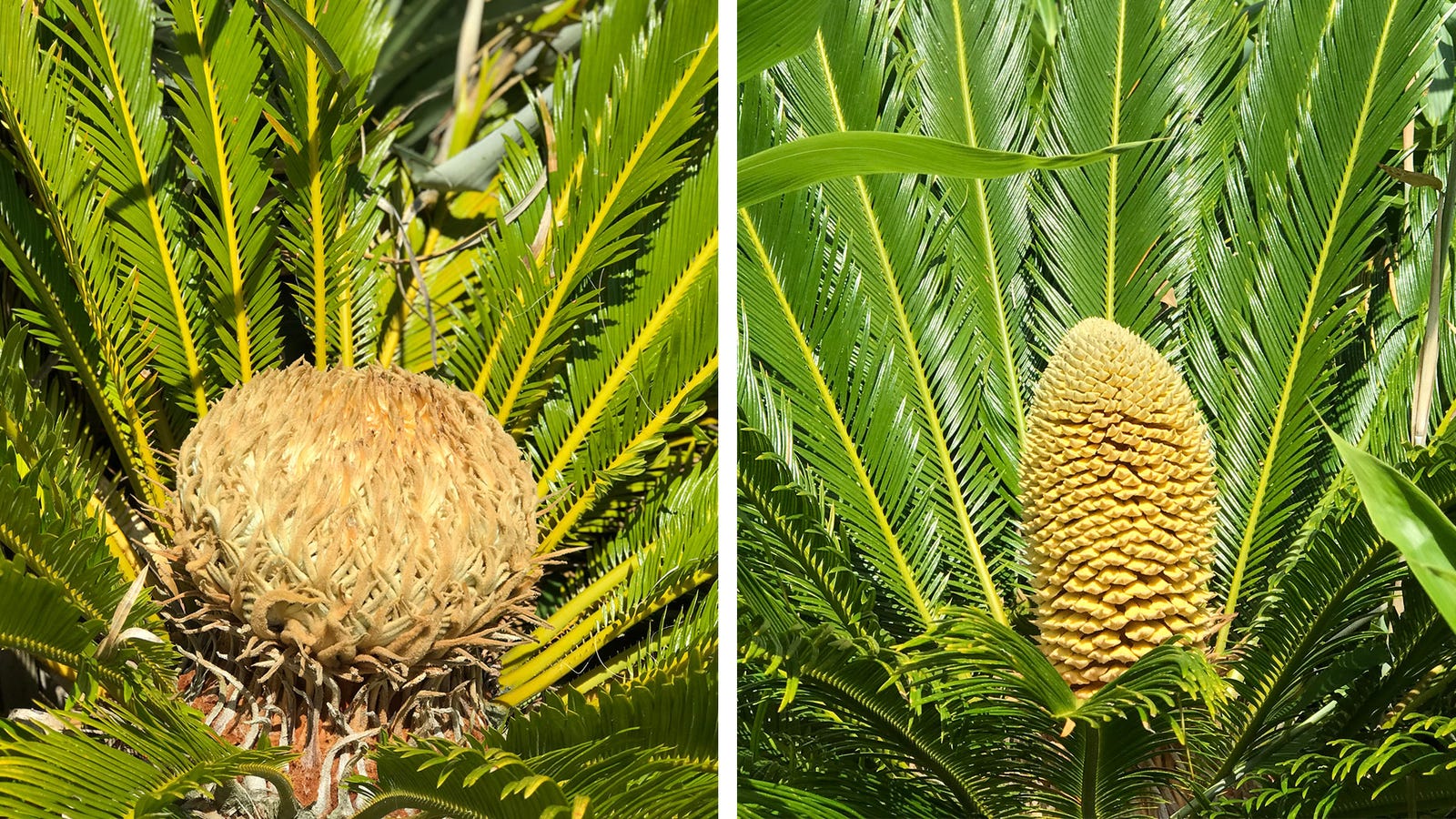 Climate Change Could Be Behind An 'Extraordinary' Ancient Plant Bloom in the UK