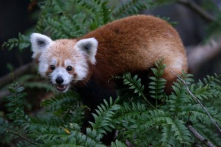 Illustration for article titled Red Panda Returns
