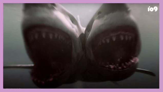 Ranking the Shark Smarts of Horror’s Most Pernicious Predators