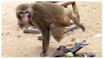 One-Armed, One-Legged Monkey Is Devoted To Man Who Saved Its Life