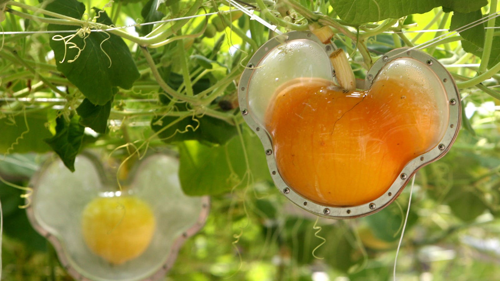 Tomato, ToMacco Farmers are elevating their crops with