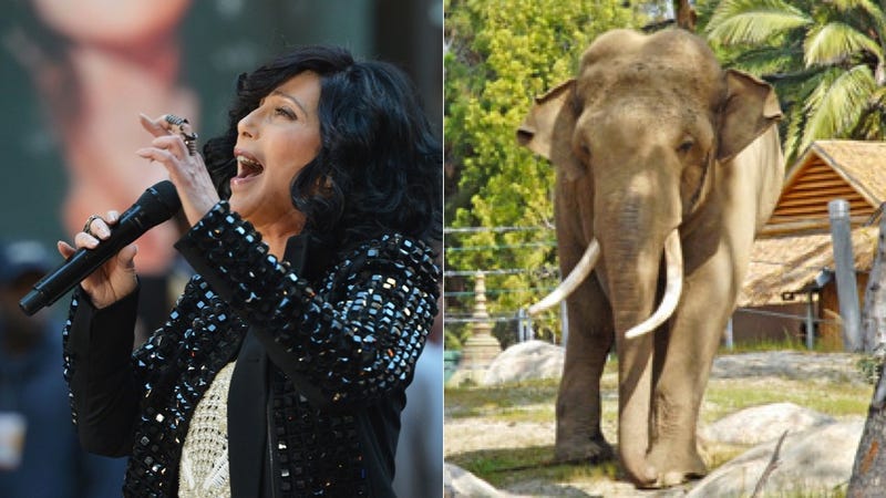 Illustration for article titled Cher Really Wants You to Care About an Elephant Named Billy