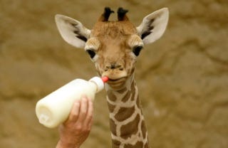 Illustration for article titled Baby Giraffe Tee-Totals on New Year's
