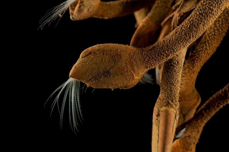 A stalked barnacle. (Image: David Shale)