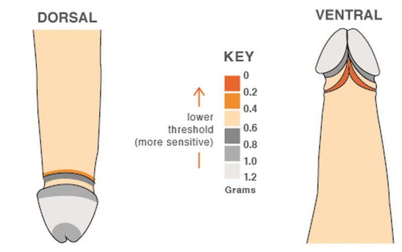 Illustration for article titled How Penis Sizing Affects Sexual Efficiency