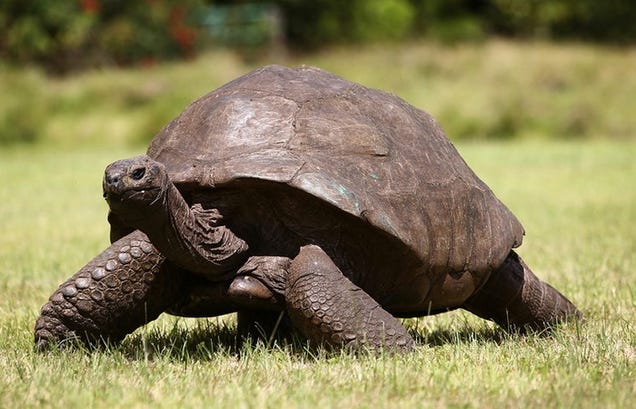 Animals That Doubled Their Expected Lifespan