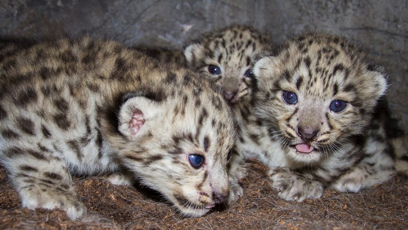 Watch These Snow Leopard Cubs Snuggle With Their Mom Live