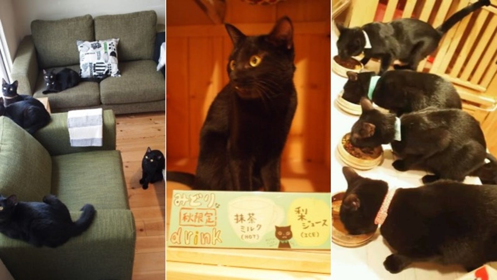 A Japanese  Cat  Cafe  That Specializes in Black Cats 