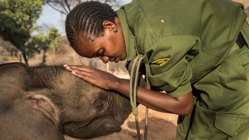 In Kenya A Local Tribe Is Saving The Elephants It Once Killed