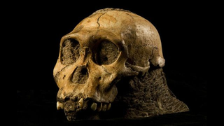 Illustration for article titled Why Australopithecus sediba could rewrite our evolutionary history