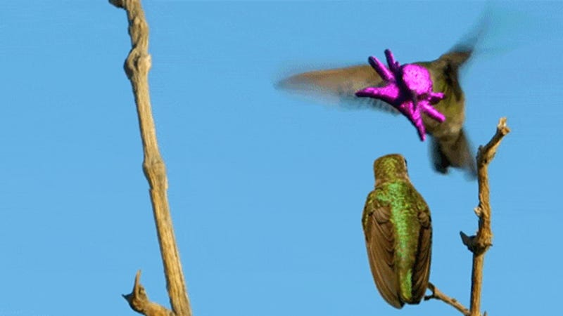why the heck does this hummingbird s face look like a why the heck does this hummingbird s face look like a