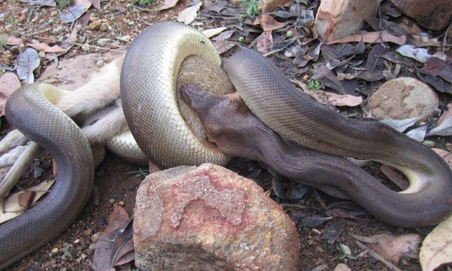 Incredible Images Show A Python Devouring An Entire Wallaby