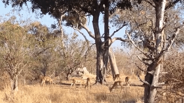Watch This Leopard Dive Bomb An Impala From An Impossible Height